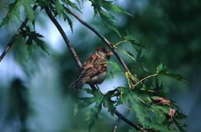 Passero . Esemplare di Passer italiae.De Agostini Picture Library/A. Calegari