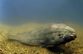 Sogliola . Esemplare di Solea vulgaris.De Agostini Picture Library/A. Callegari