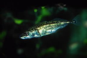 Spinarello . Esemplare di Gasterosteus aculeatus.De Agostini Picture Library/A. Calegari