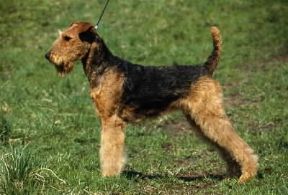 Airedale. De Agostini Picture Library/C. Pozzoni