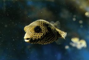 Arothron. Esemplare di Arothron stellatus.De Agostini Picture Library/A. Calegari