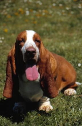 Basset hound. De Agostini Picture Library / C. Pozzoni