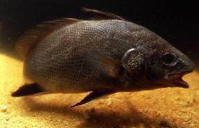 Corvina. De Agostini Picture Library / A. Calegari