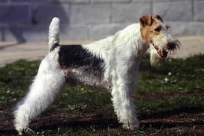 Fox terrier a pelo ruvido.De Agostini Picture Library/C. Pozzoni