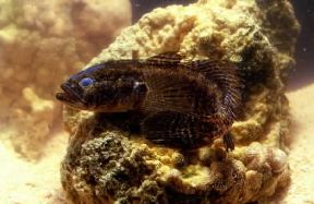 Ghiozzo. Esemplare di Gobius niger.De Agostini Picture Library/A. Calegari