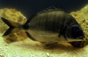 Sarago maggiore (Diplodus sargus).De Agostini Picture Library / A. Calegari