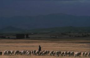 Algeria. Gregge nelle alture di Timgad.De Agostini Picture Library/C. Sappa