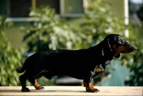 Bassotto tedesco a pelo corto.De Agostini Picture Library / C. Pozzoni