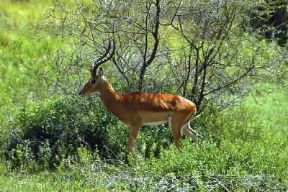 Impala . Esemplare di Aepyceros melampus.De Agostini Picture Library/F. Galardi