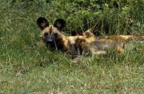 Licaone (Lycaon pictus).De Agostini Picture Library/F. Galardi