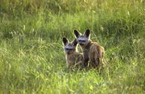 Otocione . Esemplare di Otocyon megalotis.De Agostini Picture Library/F. Galardi