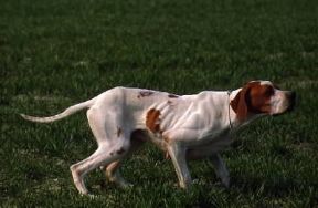 Pointer. De Agostini Picture Library/S. Vannini