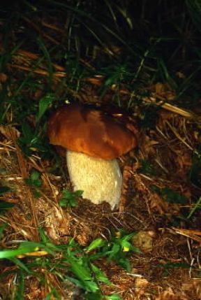 Porcino (Boletus pinicola).De Agostini Picture Library/M. Giovanoli
