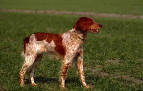 Ãˆpagneul. Esemplare appartenente al gruppo brÃ©ton.De Agostini Picture Library/S. Vannini