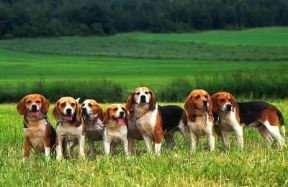 Beagle . Alcuni esemplari.De Agostini Picture Library/Simon