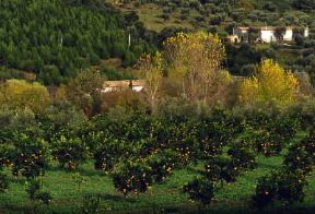 Calabria. Aranceto lungo la costa ionica.De Agostini Picture Library/C. Baraggi