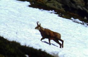 Camoscio (Rupicapra rupicapra).De Agostini Picture Library/R. Garda