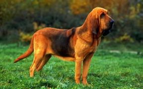 Cane di Sant'Uberto. De Agostini Picture Library/Simon