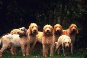 Griffone. Muta di griffoni della Vandea.De Agostini Picture Library / G. Lacz