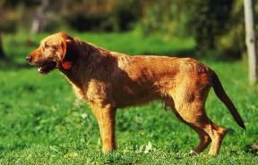 Griffone fulvo di Bretagna.De Agostini Picture Library / G. Lacz