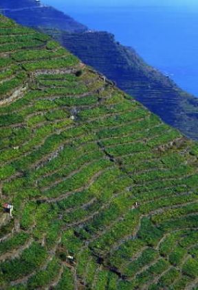 Liguria. Vigneto su un pendio di Manarola, in provincia di La Spezia.De Agostini Picture Library/G. P. Cavallero