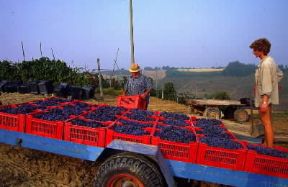 Piemonte. Vendemmia presso Dogliani, in provincia di Cuneo.De Agostini Picture Library/G. P. Cavallero