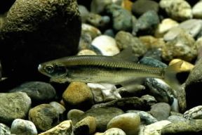 Alborella. Esemplare di Alburnus albidus.De Agostini Picture Library/A. Calegari