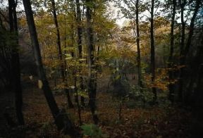 Baraggia di Candelo in provincia di Vercelli.De Agostini Picture Library/G. Veggi