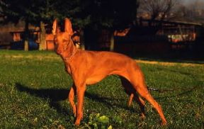 Cirneco. L'animale Ã¨ chiamato anche cirneco dell'Etna per la sua origine antichissima nella regione siciliana.De Agostini Picture Library/A. De Gregorio