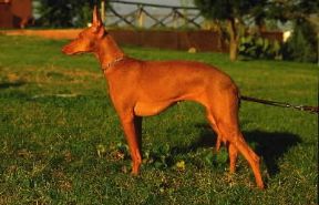 Cirneco. Esemplare del segugio.De Agostini Picture Library/A. De Gregorio