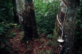 CÃ²ngo. Piantagione ed estrazione di caucciÃ¹.De Agostini Picture Library/S. Vannini