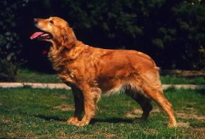 Golden retriever. Un esemplare dell'animale.De Agostini Picture Library / C. Pozzoni