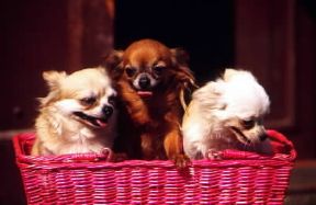 Cane. Chihuahua a pelo lungo.De Agostini Picture Library/C. Pozzoni