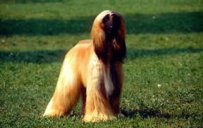 Cane. Levriero afgano.De Agostini Picture Library/C. Pozzoni