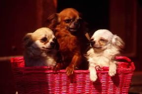 Chihuahua a pelo lungo.De Agostini Picture Library/C. Pozzoni