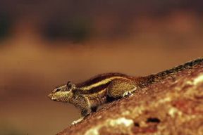 Funambolo. Esemplare di Funambulus pennati.De Agostini Picture Library/P. Jaccod