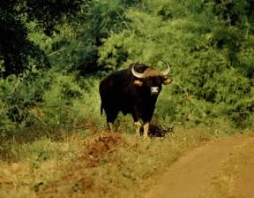 Gaur (Bos gaurus).De Agostini Picture Library/P. Jaccod