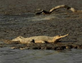 Gaviale (Gavialis gangeticus).De Agostini Picture Library/P. Jaccod