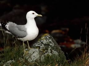 Gavina (Larus canus).De Agostini Picture Library/R. Longo