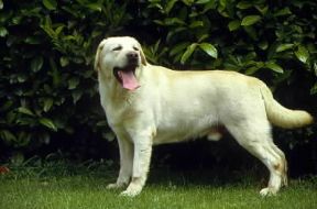 Labrador retriever .De Agostini Picture Library/C. Pozzoni