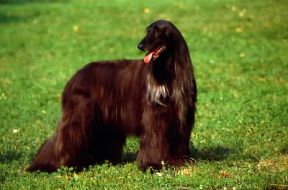 Levriere afghano.De Agostini Picture Library/C. Pozzoni