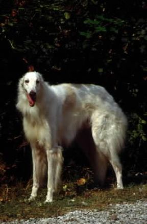 Levriere russo.De Agostini Picture Library/C. Pozzoni