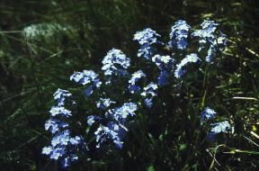 Miosotide. Fiori di Myosotis alpestris.De Agostini Picture Library / S. Vannini