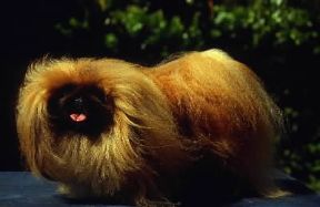 Pechinese. De Agostini Picture Library/C. Pozzoni