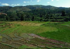 Sri Lanka . Risaie a sud di Kandy.De Agostini Picture Library/A. Tessore