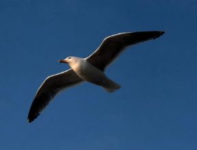 Volo di un gabbiano reale (Larus argentatus).De Agostini Picture Library/R. Longo