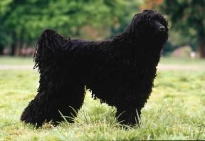 a pelo cordato. Barbone De Agostini Picture Library / Simon