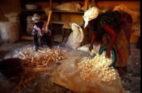 Repubblica Popolare del Congo. Lavorazione dei tuberi di manioca.De Agostini Picture Library / M. Bertinetti