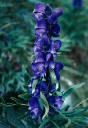 Aconito. Esemplare di Aconitum napellus.De Agostini Picture Library/L. Galperti