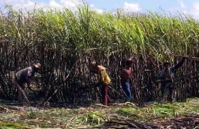 Brasile . La raccolta della canna da zucchero nello Stato di Pernambuco.De Agostini Picture Library/G. SioÃ«n